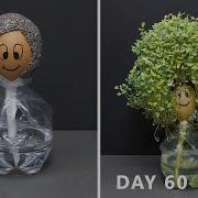 Growing Chia Seeds On Egg 60 Days Time Lapse Chia Pet 3