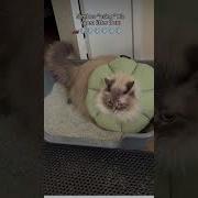 Nimbus Is One Funny Cat