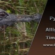 Python Stalks Alligator 01 Time Lapse