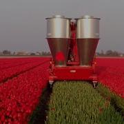 Amazing Flower Agriculture Technology Flower Farming Flower Harvesting Automatic Flower Processing
