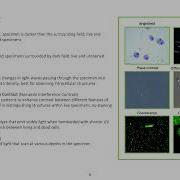 Types Of Light Microscope