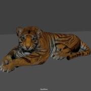 Tiger Lip Sync Animation First Attempt