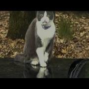 WinFF Video Converter Test AVI XviD Widescreen Anamorphic Avi