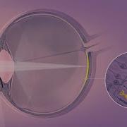 How Your Eyes Make Sense Of The World Decoder