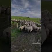 Border Collie Vs Sheep