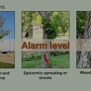 Emerald Ash Borer 103 How To Spot And Report Emerald Ash Borer