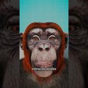 Monkey Head Transplant Explained