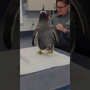 Meeting A Gentoo Penguin