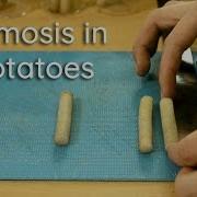 Osmosis In Potato Strips Bio Lab