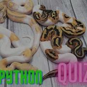 Can You Guess These Ball Python Morphs