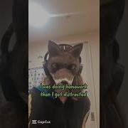 Once I Get Distracted There Is No Going Back Silly Therian Furry