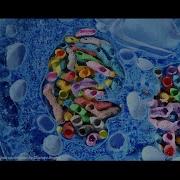 Microscopy Nodes Handling Large Biological Volumes Blender Conference 2025