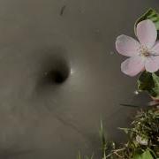Eksperiment Whirlpool Hole Vs Flowers With Many Other Things