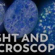 Microbes Don T Actually Look Like Anything