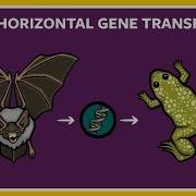 What Is Horizontal Gene Transfer