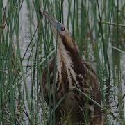 Bittern Boom