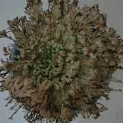 Resurrection Plant Time Lapse Watch It Come To Life