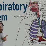 Respiratory System Structure And Function