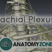 Brachial Plexus Branches 3D Anatomy Tutorial