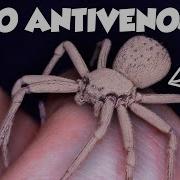 The Worst Spider Bites On Earth Ranked