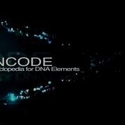 ENCODE The Encyclopedia Of DNA Elements
