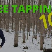 The Complete Guide To Maple Syrup Tapping Everything You Need To Know Before Getting Started