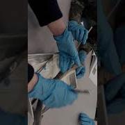 Sea Lamprey Dissection