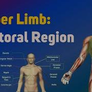 Upper Limb Pectoral Region Surface Anatomy