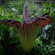 Corpse Flower Bloom 2019