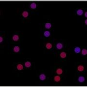 Elastic Collisions 60 FPS Python Animation
