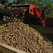 Walnut Farming And Harvesting Walnut Cultivation Technology Walnut Processing Factory