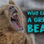 Animals That Could Defeat A Grizzly Bear