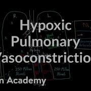 Hypoxic Pulmonary Vasoconstriction Circulatory System Physiology NCLEX RN Khan Academy