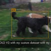 Custom Object Detection With YOLOv3
