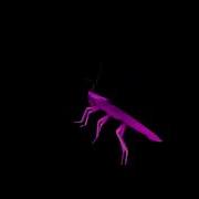 Dancing Rainbow Roach