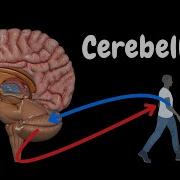 Cerebellum Anatomy External Internal Structures Tracts Nuclei