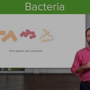 Bacteria Structure Types Microbiology Lecturio