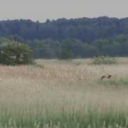 Minsmere Bittern In Flight