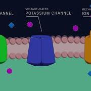 Action Potential In The Neuron