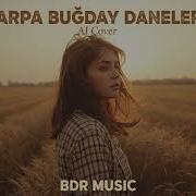 Arpa Buğday Daneler AI Cover BDR Music