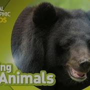 Sloth Bear Amazing Animals