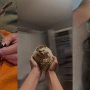 Rescue The Little Cuties Animals Lovestory Wildliferescue Wildlife Rescue Cute Love
