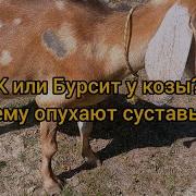 АЭК или Бурсит у козы опухшие суставы Что делать Как безопастно сдать анализы