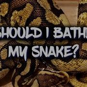 How Often Should I Give My Snake A Bath