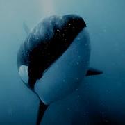 Косатки убивают не только ради еды Дикая природа BBC Earth
