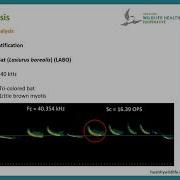 Spectrogram Analysis