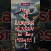 Top 10 Largest Snakes In The World Snake Shorts