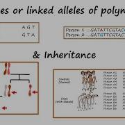 Haplotypes Or Alleles Of Linked Polymorphisms Inheritance Tutorial