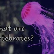 What Is An Invertebrate Classification Of Invertebrates Animal Kingdom Animal Science For Kids
