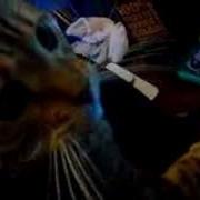 Shingeki No Neko